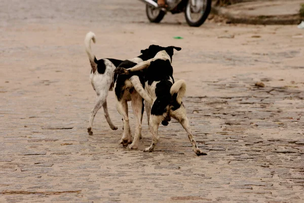 Eunapolis Bahia Brasilien August 2009 Hunde Werden Während Ihrer Fortpflanzungszeit — Stockfoto