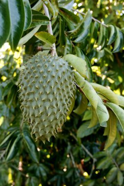 itamaraju, Bahia / Brezilya - 31 Mayıs 2010: Güney Bahia 'daki Itamaraju şehrindeki bir çiftlikteki kaynak tarlası.