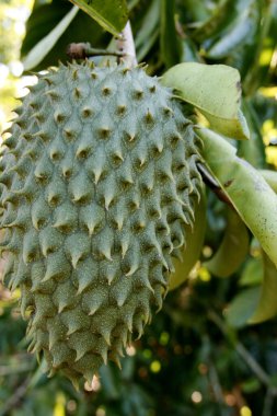 itamaraju, Bahia / Brezilya - 31 Mayıs 2010: Güney Bahia 'daki Itamaraju şehrindeki bir çiftlikteki kaynak tarlası.