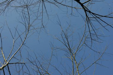 Eunapolis, Bahia / Brezilya - 7 Mayıs 2010: Güney Bahia 'daki Eunapolis şehrinde yapraksız ağaçlar görülür..