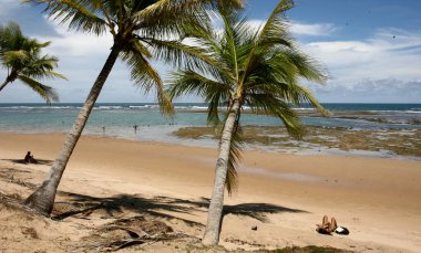 camamu, bahia / brrazil - 27 Aralık 2011: Güney Bahia 'nın Camamu kentindeki Barra Grande bölgesinde Taipu de Fora plajında hindistan cevizi ağacı görüldü..