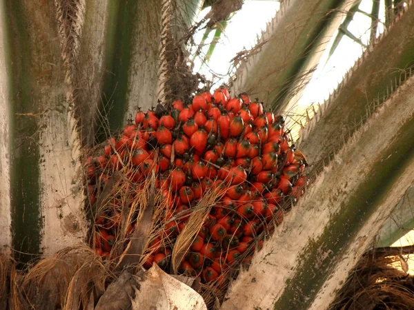 Eunapolis Bahia Brazil Marca 2011 Olej Palmowy Widziany Jest Plantacji — Zdjęcie stockowe