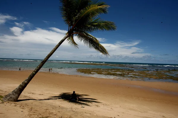 Camamu Bahia Brazilsko Prosince 2011 Kokosový Ořech Vidět Okraji Pláže — Stock fotografie