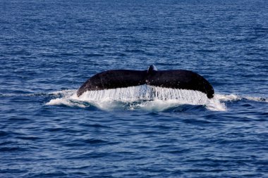 Caravelas, Bahia / Brezilya - 1 Ağustos 2010: Junbarte Balinalarının yüzgeçleri karavelas şehrindeki hayvanları tespit etmek için yapılan bir gezi sırasında görülmektedir..