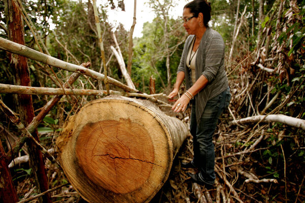 itabela, bahia / brazil - october 19, 2010: illegal logging in Mata Atlantica natural reserve in the city of Itabela, in the south of Bahia.
