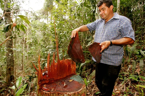 Itabela Bahia Brazil October 2010 Illegal Logging Mata Atlantica Natural — 图库照片