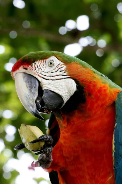 Porto Seguro Bahia Brasil Dezembro 2009 Bird Macaw Vista Área — Fotografia de Stock