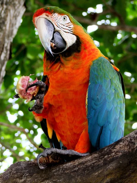 Porto Seguro Bahia Brasil Dezembro 2009 Bird Macaw Vista Área — Fotografia de Stock