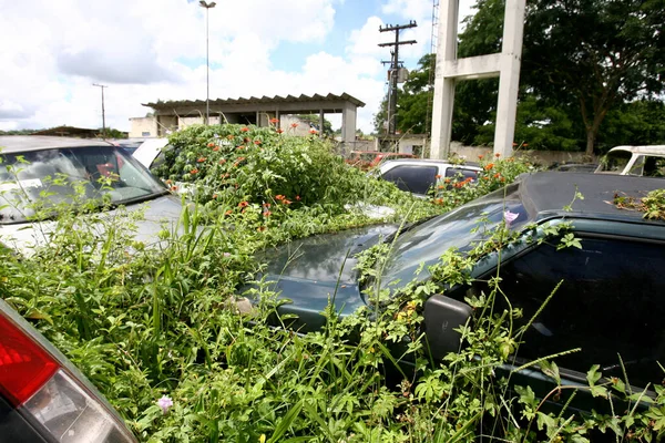 Itabuna Bahia Brasil Enero 2012 Arbusto Cubre Los Vehículos Incautados — Foto de Stock