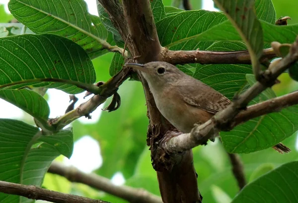 Salvador Bahia Brazil November 2010 Bird Ben Seen Tree City — Stock Photo, Image