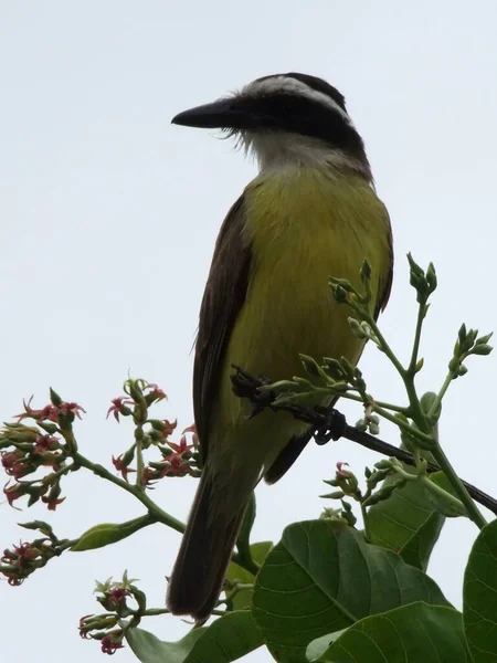 Salvador Bahia Brazil November 2010 Bird Ben Можна Побачити Дереві — стокове фото