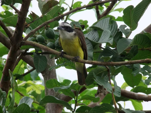 Salvador Bahia Brazil November 2010 Bird Ben Tree Salvador — 스톡 사진