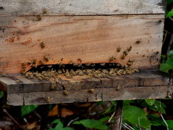 Eunapolis Bahia Brazil Μάρτιος 2010 Κυψέλη Των Αφρικανικών Μελισσών Φαίνεται — Φωτογραφία Αρχείου