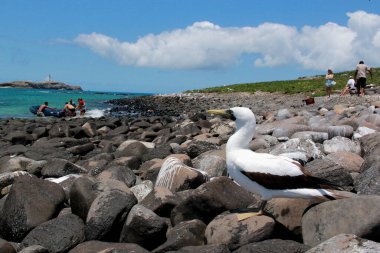 Caravelas, Bahia / Brezilya - 22 Ekim 2012: Güney Bahia 'daki Marinho dos Abrolhos adasında kuş atobası görüldü..