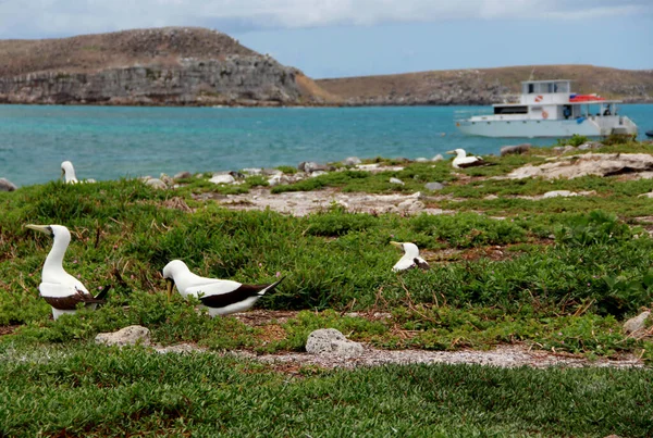 Caravelas Bahia Brasil Octubre 2012 Atoba Aves Una Isla Parque — Foto de Stock