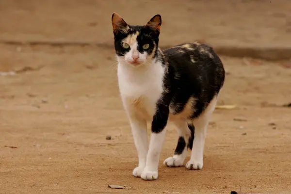 Salvador Bahia Brazil Juni 2019 Katt Ses Gatan Staden Salvador — Stockfoto