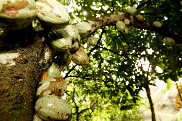 Ilheus Bahia Brésil Août 2010 Plantation Cacao Dans Une Ferme — Photo