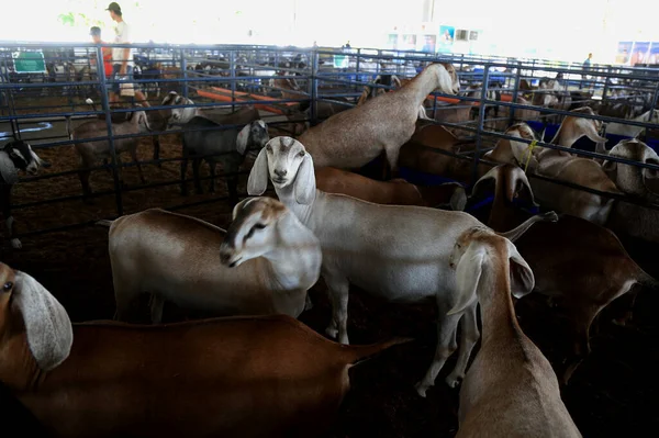 Salvador Bahia Brazil December 2016 Goat Rearing Seen Salvador City — Stock Photo, Image