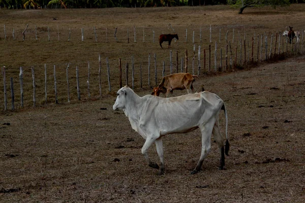 Conde Bahia Brasil Marzo 2013 Vaca Los Pastos Propensos Sequía — Foto de Stock