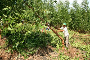 Eunapolis, Bahia / Brezilya - 8 Nisan 2009: Movimento Sente Terra - MST üyeleri Eunapolis belediyesinin kırsal kesiminde bir okaliptüs tarlasını keserken görüldü.