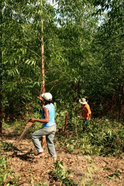 Eunapolis, Bahia / Brezilya - 8 Nisan 2009: Movimento Sente Terra - MST üyeleri Eunapolis belediyesinin kırsal kesiminde bir okaliptüs tarlasını keserken görüldü.