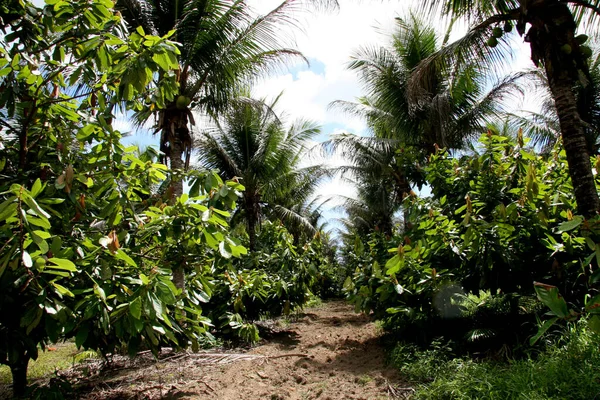 Porto Seguro Bahia Brasilien Januar 2008 Cupuacu Plantage Der Stadt — Stockfoto