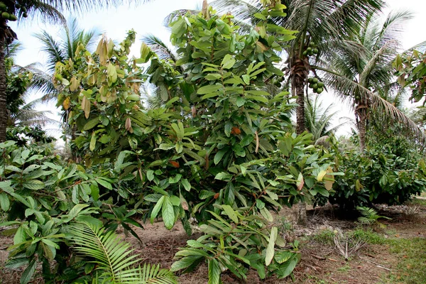 Porto Seguro Bahia Brasil Janeiro 2008 Plantação Cupuacu Cidade Porto — Fotografia de Stock