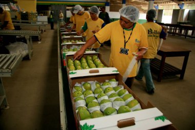 Mukoza, Bahia / Brezilya - 11 Mart 2009: Mucuri şehrinde papaya ihracatı için toplanıyor ve işleniyor