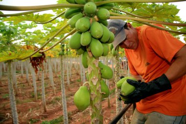 Mukoza, Bahia / Brezilya - 30 Ekim 2008: Güney Bahia 'daki Mucuri şehrindeki tarlada papaya hasadı.