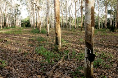 itabela, Bahia / Brezilya - 9 Temmuz 2009: Güney Bahia 'daki Itabela şehrinde kauçuk çıkarma ve kauçuk üretimi için kauçuk tarlası. 