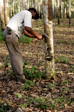 itabela, Bahia / Brezilya - 9 Temmuz 2009: Güney Bahia 'daki Itabela şehrinde kauçuk çıkarma ve kauçuk üretimi için kauçuk tarlası. 