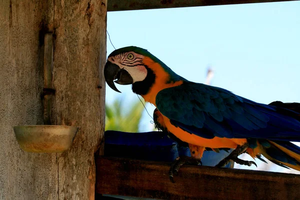 Porto Seguro Bahia Brasil Dezembro 2009 Bird Macaw Vista Área — Fotografia de Stock