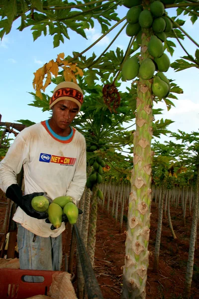 Mucuri Bahia Brazil Oktober 2008 Papaya Oogst Plantage Stad Mucuri — Stockfoto