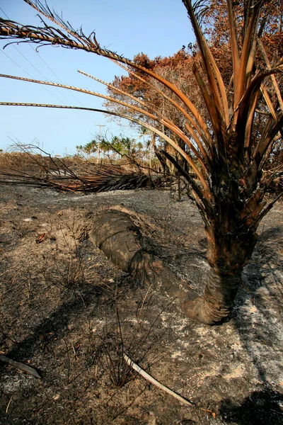 Santa Cruz Cabralia Noviembre 2008 Fuego Destruye Vegetación Área Protección — Foto de Stock