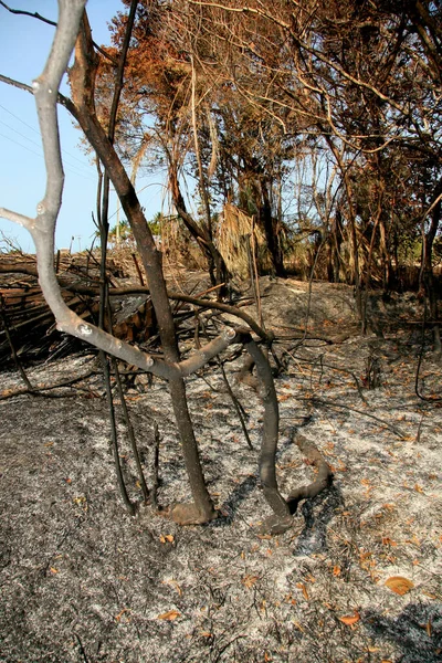 Santa Cruz Cabralia Noviembre 2008 Fuego Destruye Vegetación Área Protección — Foto de Stock