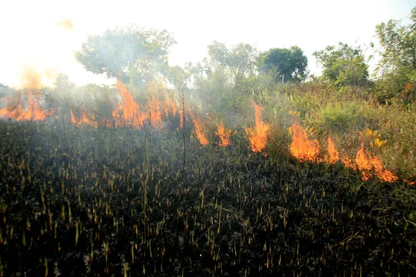 Santa Cruz Cabralia Novembro 2008 Incêndio Destrói Vegetação Área Proteção — Fotografia de Stock