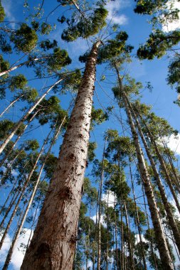 Eunapolis, Bahia / Brezilya - 30 Temmuz 2008: Eunapolis 'teki bir fabrikada hamuru yetiştirmek için okaliptüs ağacı çiftliği. * * * Yerel altyazı * *