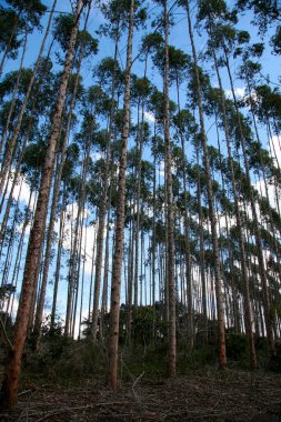 Eunapolis, Bahia / Brezilya - 30 Temmuz 2008: Eunapolis 'teki bir fabrikada hamuru yetiştirmek için okaliptüs ağacı çiftliği. * * * Yerel altyazı * *