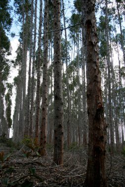 Eunapolis, Bahia / Brezilya - 30 Temmuz 2008: Eunapolis 'teki bir fabrikada hamuru yetiştirmek için okaliptüs ağacı çiftliği. * * * Yerel altyazı * *