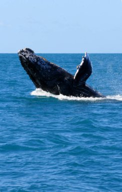 Caravelas, Bahia / Brezilya - 1 Ağustos 2010: Junbarte Balinalarının yüzgeçleri karavelas şehrindeki hayvanları tespit etmek için yapılan bir gezi sırasında görülmektedir..