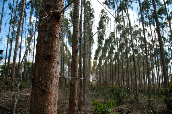 Eunapolis Bahia Brazil July 2008 Eucalyptus Tree Plantation Pulp Production — Stock Photo, Image