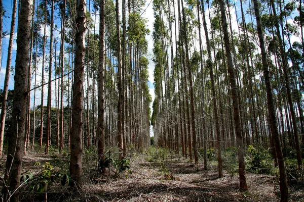 Eunapolis Bahia Brazil Juli 2008 Eukalyptusplantage För Massatillverkning Fabrik Staden — Stockfoto