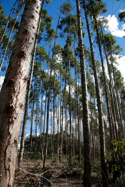 Eunapolis Bahia Brazil 2008 Július Eukaliptusz Ültetvény Cellulóztermelésre Egy Eunapolis — Stock Fotó