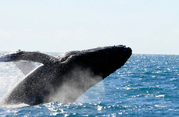 Karavely Bahia Brazilské Ostrovy Srpna 2010 Ploutve Jalovcových Velryb Jsou Stock Fotografie