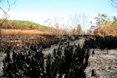 Porto seguro, Bahia / Brezilya - 16 Şubat 2009: Bahia 'nın güneyindeki Porto Seguro şehrindeki ana ormanda çıkan yangınla harap olmuş bölge. * * * Yerel altyazı * *