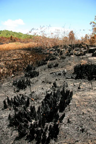 Porto Seguro Bahia Brasil Febrero 2009 Área Devastada Por Fuego — Foto de Stock