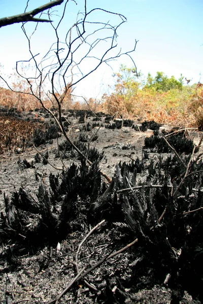 Porto Seguro Bahia Brasil Febrero 2009 Área Devastada Por Fuego — Foto de Stock