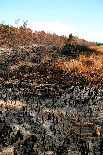 Porto Seguro Bahia Brasil Febrero 2009 Área Devastada Por Fuego — Foto de Stock