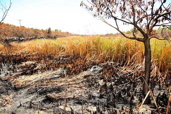 Porto Seguro Bahia Brasil Febrero 2009 Área Devastada Por Fuego — Foto de Stock