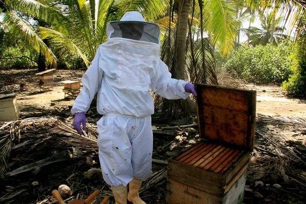 2009年5月11日 エヌナポリス市の蜂の巣の隣に養蜂家がいる 本内容は上記のウェブ版に掲載されている記事を — ストック写真